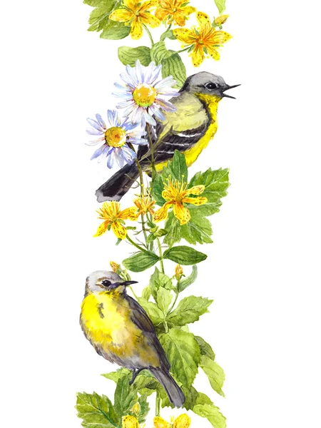 Réti gyógynövények madarak. Virágos akvarell. Varrat nélküli határ paritásos — Stock Fotó