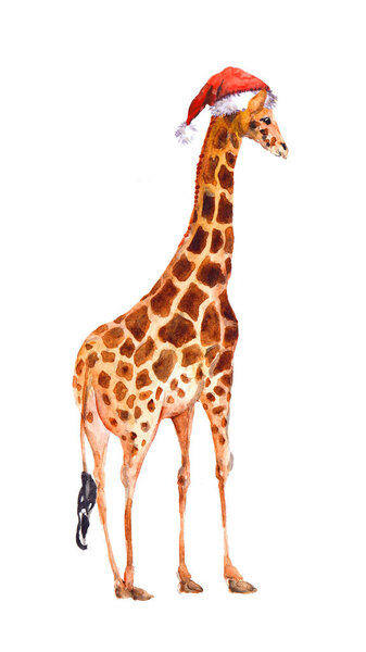 Christmas giraffe in red santas hat. Watercolor animal