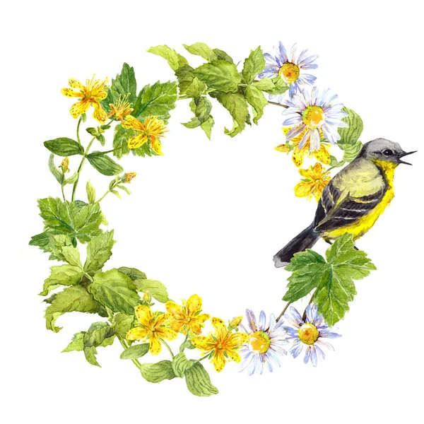 Uccello canterino, fiori di prato, erba. Cornice circolare floreale. Ghirlanda di acquerello — Foto Stock