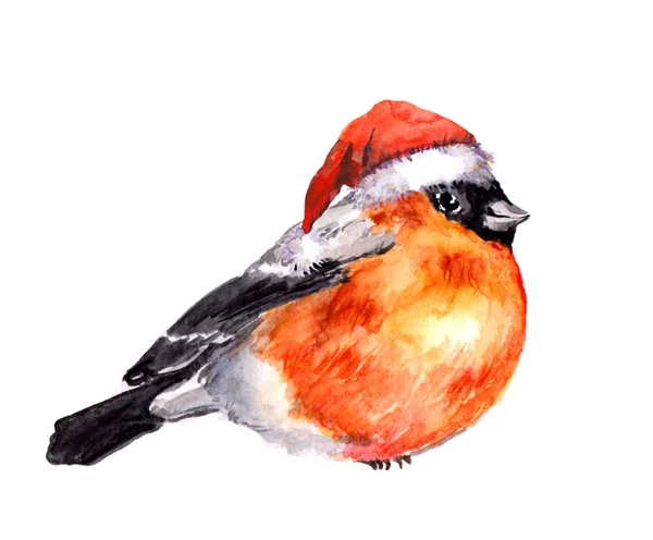 Aquarela pintado bullfinch em chapéu de Natal vermelho — Fotografia de Stock