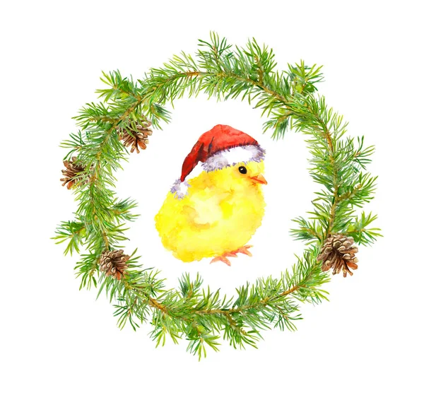 Karácsonyi koszorú, kis kakas a vörös Mikulás kalap. Akvarell madár — Stock Fotó