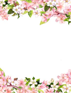 Çiçeği pembe sakura çiçekler. Çiçek kartı veya boş. Suluboya