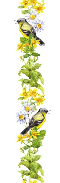 Bird, meadow herbs. Watercolor. Seamless border stripe — Stock Photo, Image