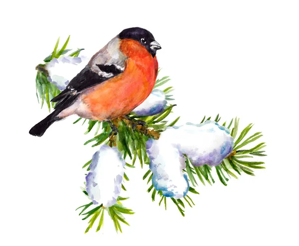 Bullfinch invernale su abete rosso con neve. Acquerello — Foto Stock