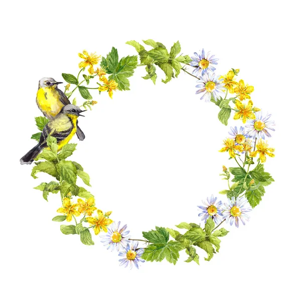 Fronteira de grinalda - dois pássaros. Flores de prado, relva. Moldura círculo aquarela — Fotografia de Stock