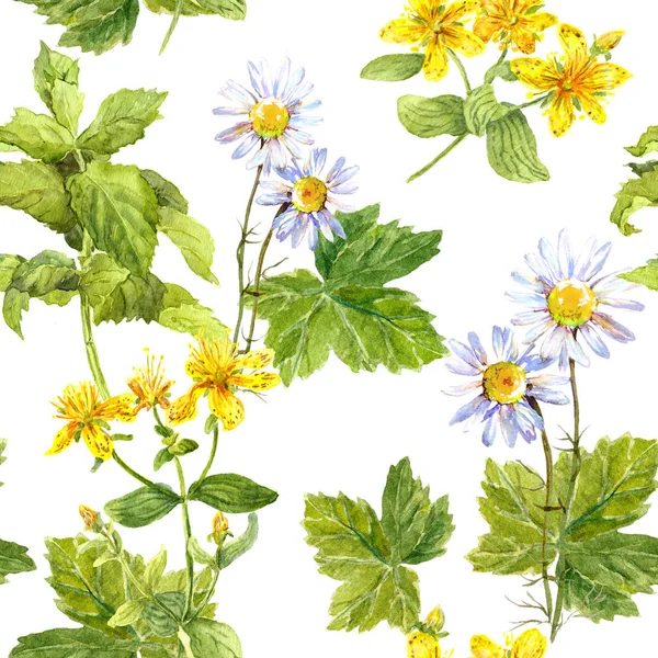 Field flowers, meadow chamomile, hypericum, mint. Seamless pattern. Watercolour — Stock Photo, Image