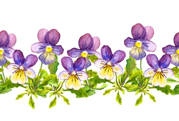 Naadloze floral grens band met viola bloemen op witte achtergrond — Stockfoto
