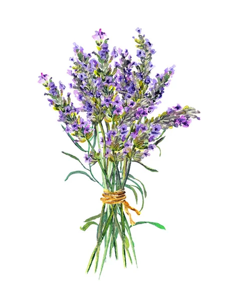 Lavendel blommor gäng. Akvarell — Stockfoto