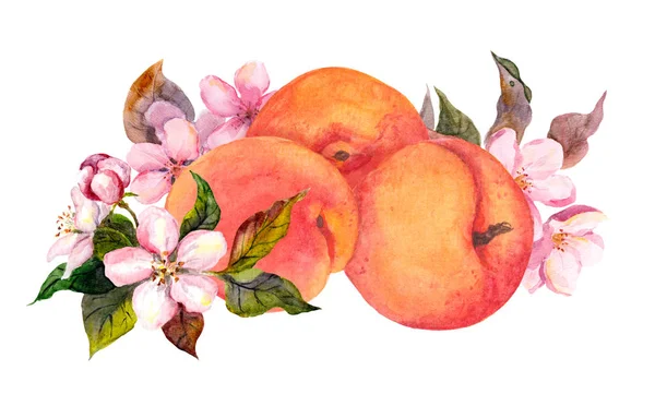 Aprikosenfrüchte und Blütenblumen. Aquarell — Stockfoto
