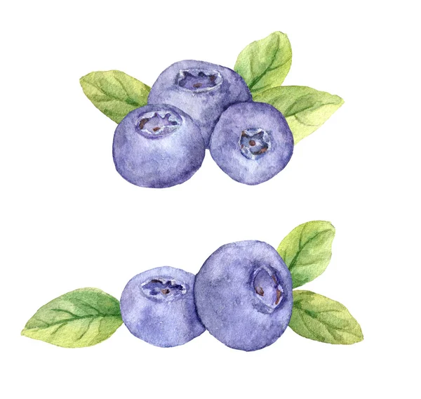 Blueberry - kék bogyó bogyók és levelek. Akvarell — Stock Fotó