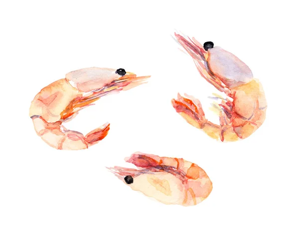 Shrimps, prawns set. Watercolor — Stock Photo, Image