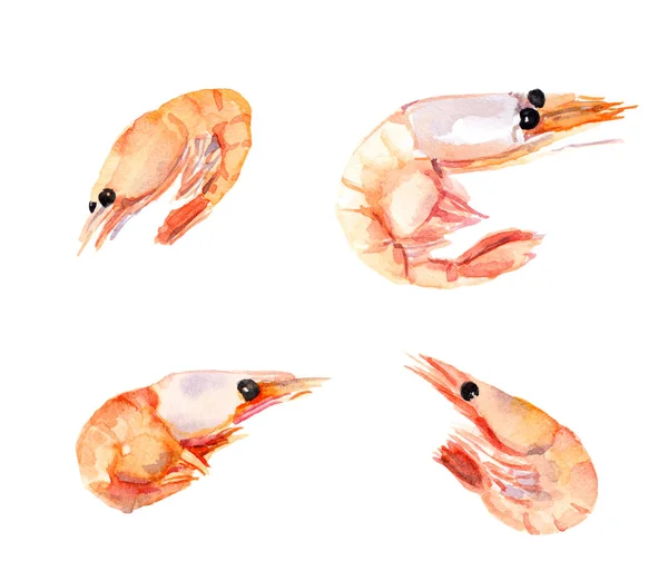 Watercolor painted shrimps, prawns set — Stock Photo, Image