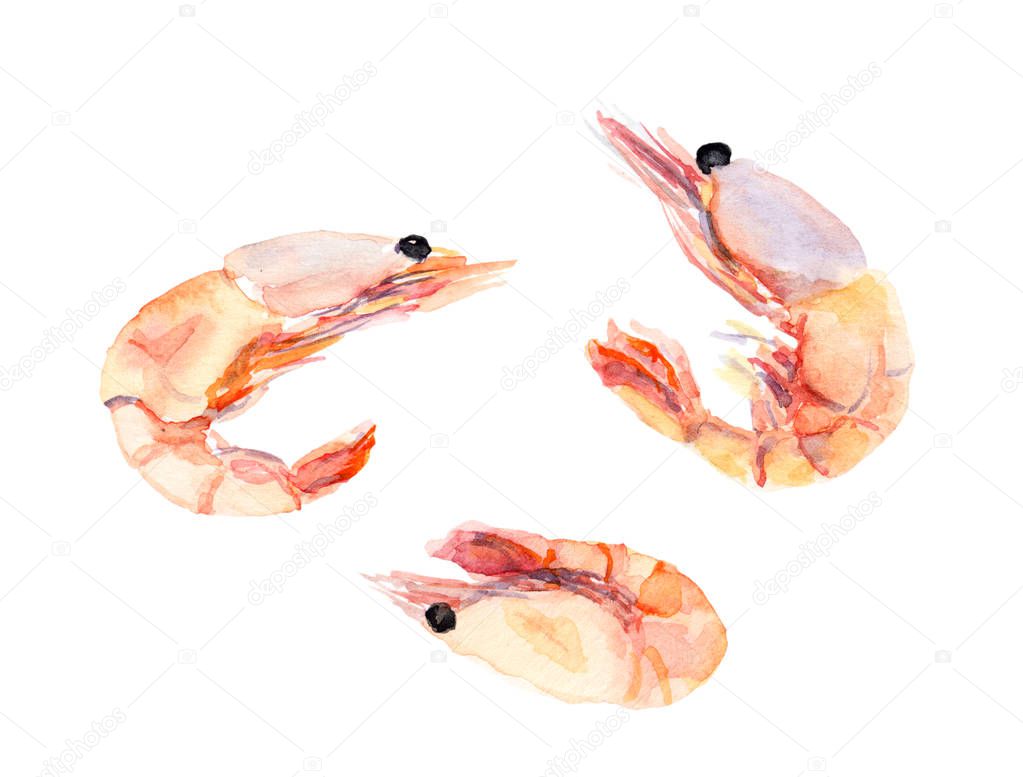 Shrimps, prawns set. Watercolor