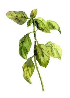 Fesleğen bitkisi. Suluboya