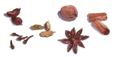 Baharatlar: tarçın, fesleğen, kakule, karanfil, ANIS. Suluboya