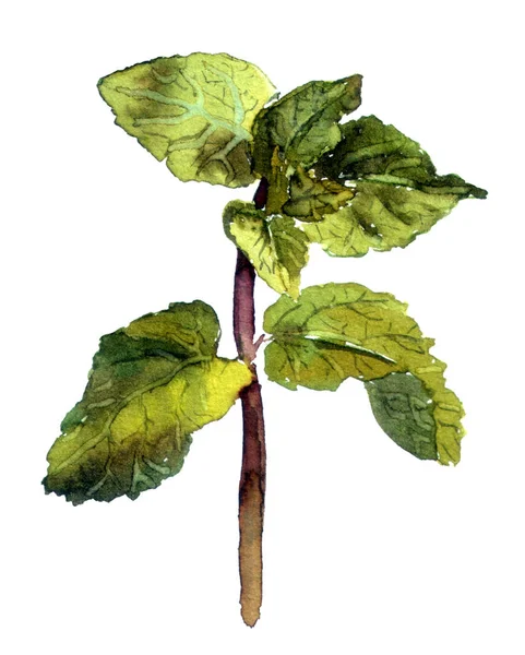 Aquarela pintada planta de hortelã — Fotografia de Stock
