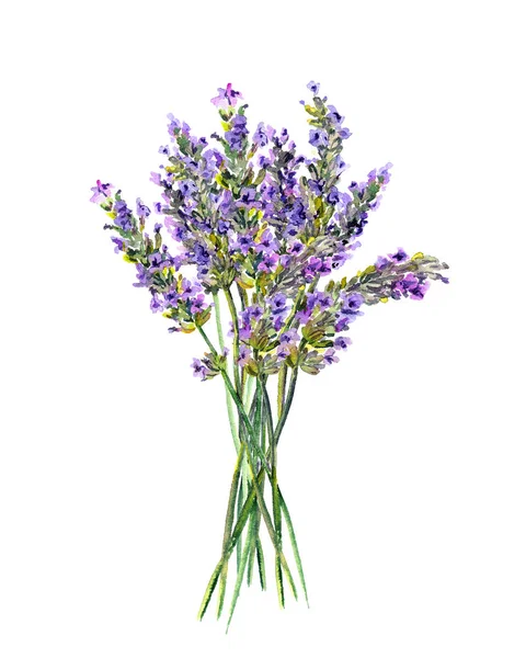 Lavendel blommor gäng. Akvarell — Stockfoto