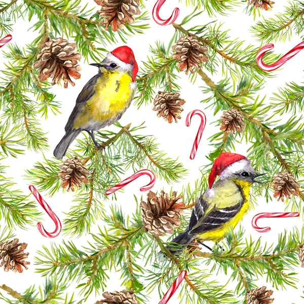 Ветви ели, птицы в рождественских шляпах и леденцовых тростниках. Бесшовный рисунок на Рождество. Акварель — стоковое фото