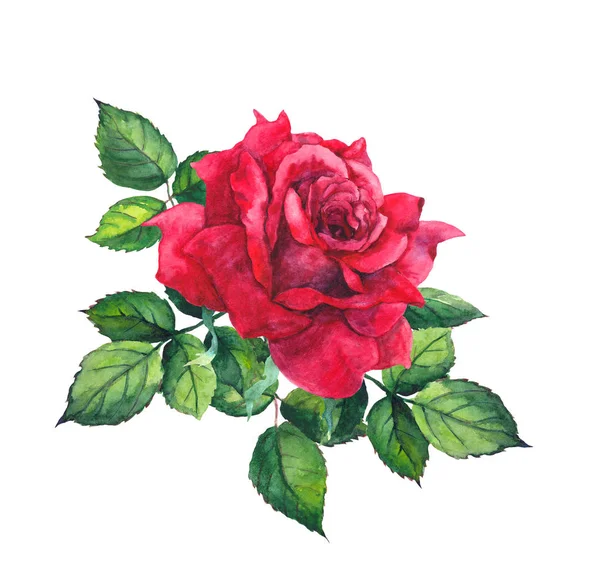 Rose rouge avec des feuilles. Aquarelle pour mariage, carte de date de sauvegarde — Photo