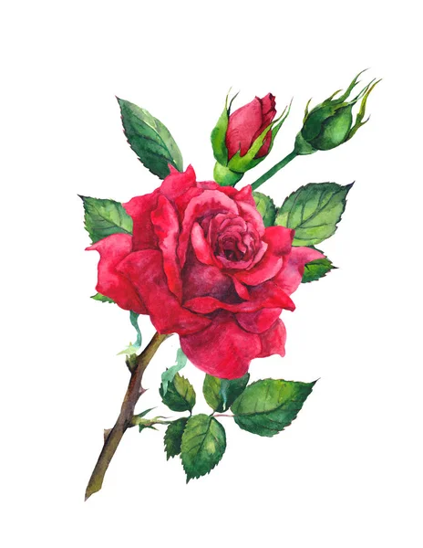 Flor de rosa vermelha. Aquarela — Fotografia de Stock