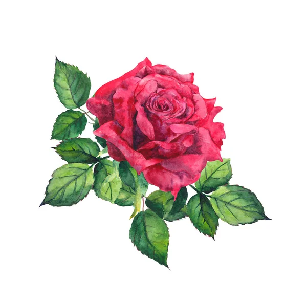 Rosa vermelha com folhas. Aquarela para casamento, salve o cartão de data — Fotografia de Stock