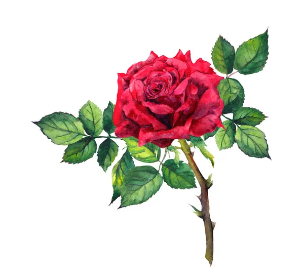 Rote Rosenblüte - Stiel mit Blättern. Aquarell — Stockfoto