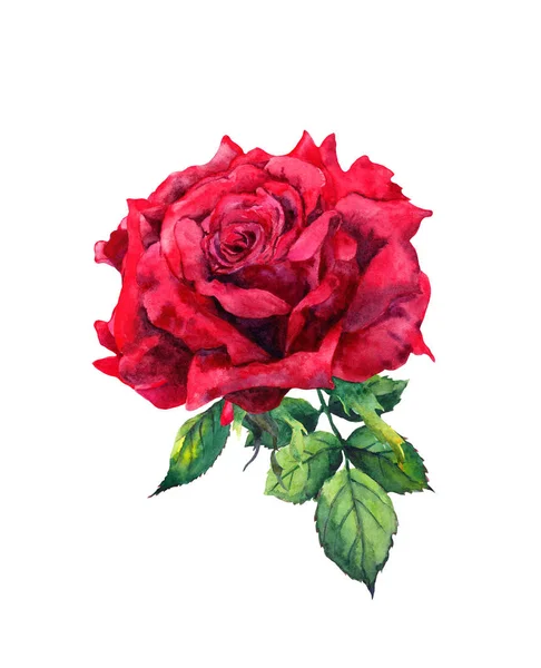 Rote Rose Blume. isolierte Aquarell-Illustration — Stockfoto