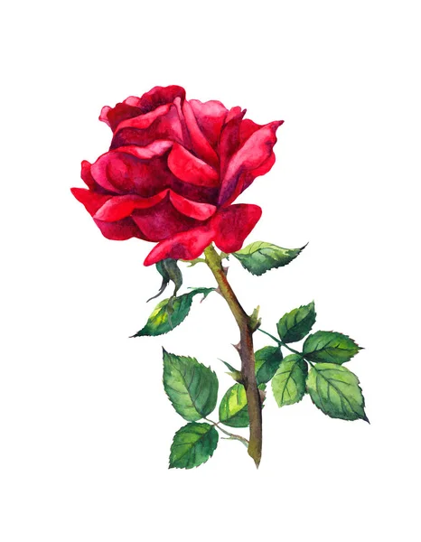 Rote Rose - eine Blume isoliert auf weiß. Aquarell — Stockfoto