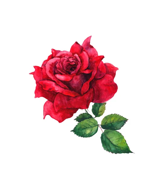 Une fleur de rose rouge. Aquarelle isolée peinture — Photo