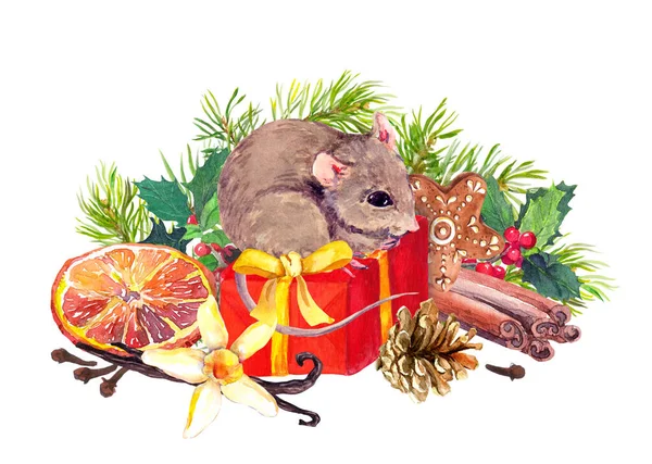 Rat on red gift box watercolor raster illustration. Little mouse with ginger cookies, fir cone and mistletoe twigs. Aquarelle orange slice, vanilla flower and bean with new year symbol — Stock Photo, Image