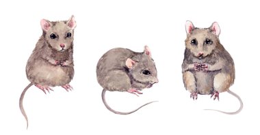 Bir çift şirin fare. Suluboya elle boyanmış fare hayvanı