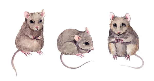 Set of cute mice. Watercolor hand painted mouse animal — Stock Photo, Image