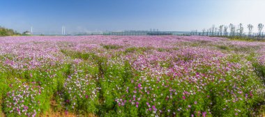  Huangshi, Hubei, Çin 'deki Shenjiaying Wharf Park nehir sahili manzarası