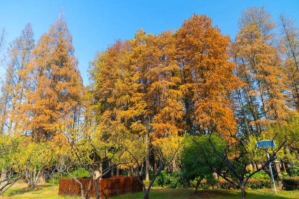 Paisajes Finales Otoño Del Área Escénica Tingtao East Lake Wuhan — Foto de Stock