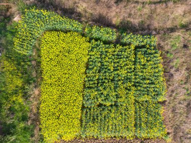 Hubei, Daye 'deki Baoan Gölü Ulusal Sulama Parkı' nın bahar manzarası
