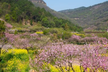 Hubei Daye Zhaoshan Orman Parkı 'nın bahar manzarası