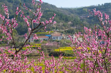 Hubei Daye Zhaoshan Orman Parkı 'nın bahar manzarası