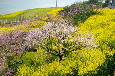 Hubei Daye Zhaoshan Orman Parkı 'nın bahar manzarası