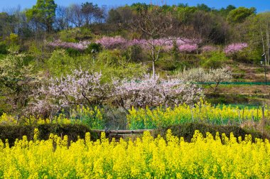 Hubei Daye Zhaoshan Orman Parkı 'nın bahar manzarası