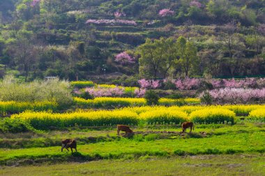 Hubei Daye Zhaoshan Orman Parkı 'nın bahar manzarası