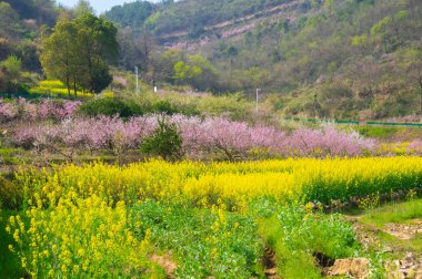 Hubei Daye Zhaoshan Orman Parkı 'nın bahar manzarası