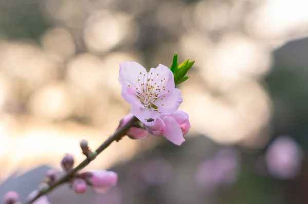 Paisaje Primavera Del Parque Forestal Hubei Daye Zhaoshan —  Fotos de Stock