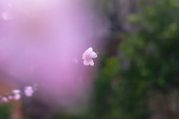 Paysage Printanier Parc Forestier Hubei Daye Zhaoshan — Photo