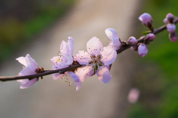 Paisaje Primavera Del Parque Forestal Hubei Daye Zhaoshan — Foto de Stock