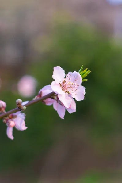 Spring Scenery Hubei Daye Zhaoshan Forest Park — Stock Photo, Image