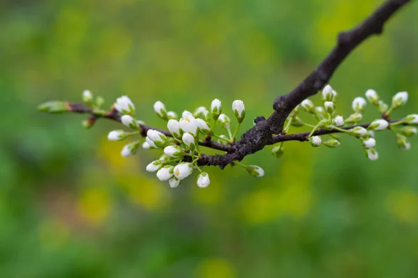 Frühlingslandschaft Des Hubei Daye Zhaoshan Forest Park — Stockfoto