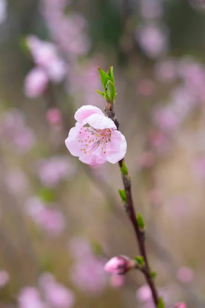 Jarní Scenérie Hubei Daye Zhaoshan Forest Park — Stock fotografie