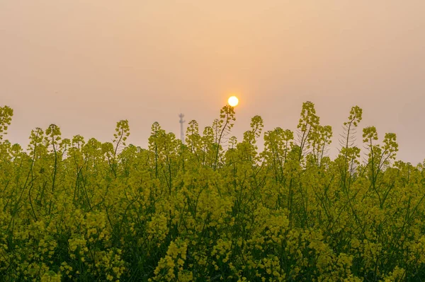 Paisaje Primavera Del Parque Forestal Hubei Daye Zhaoshan —  Fotos de Stock