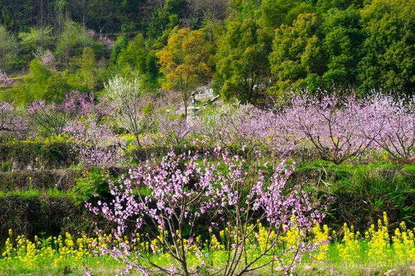 Paisaje Primavera Del Parque Forestal Hubei Daye Zhaoshan — Foto de Stock