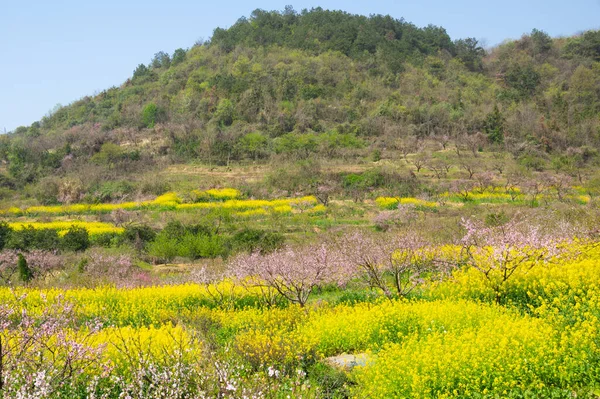 Wiosenna Sceneria Hubei Daye Zhaoshan Forest Park — Zdjęcie stockowe